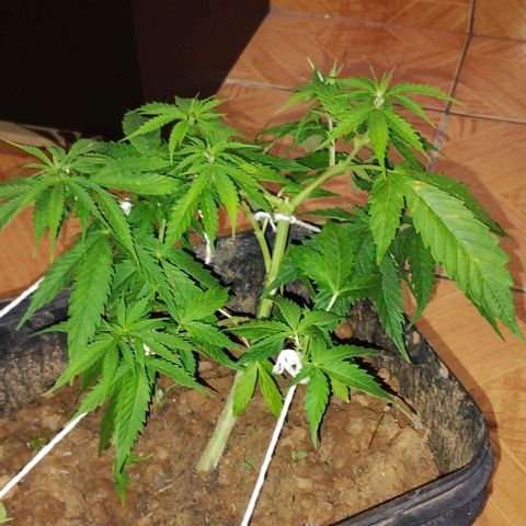 Pren_2/purple(?) growlog timeline photo