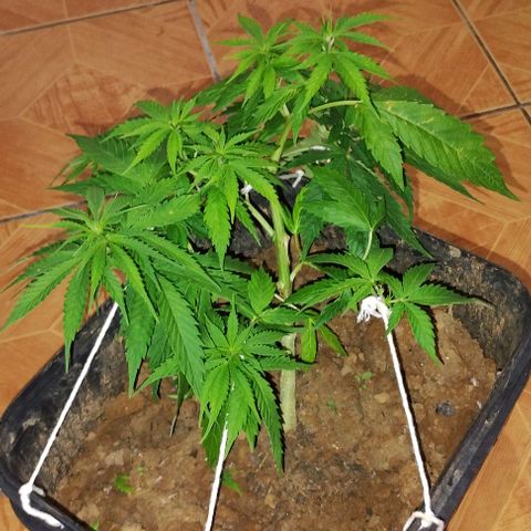 Pren_2/purple(?) growlog timeline photo