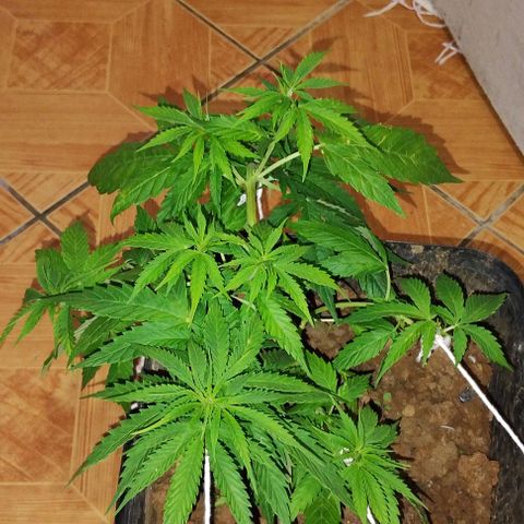 Pren_2/purple(?) growlog timeline photo