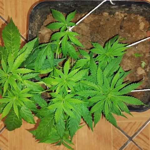 Pren_2/purple(?) growlog timeline photo