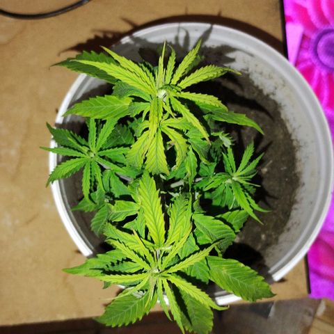 Pren_1 growlog timeline photo