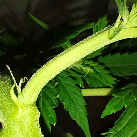 Pren_2/purple(?) growlog photo: Fiz uma pode top,depois identifiquei pistilos,acho que entrou em floração,a dúvida é como?kkk