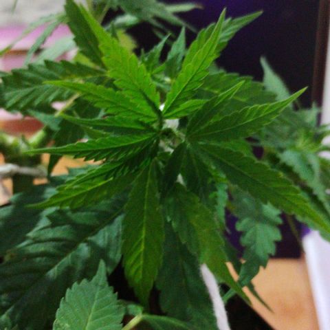 Pren_2/purple(?) growlog photo: Fiz uma pode top,depois identifiquei pistilos,acho que entrou em floração,a dúvida é como?kkk