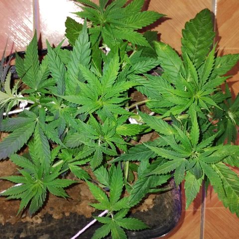 Pren_2/purple(?) growlog photo: Fiz uma pode top,depois identifiquei pistilos,acho que entrou em floração,a dúvida é como?kkk