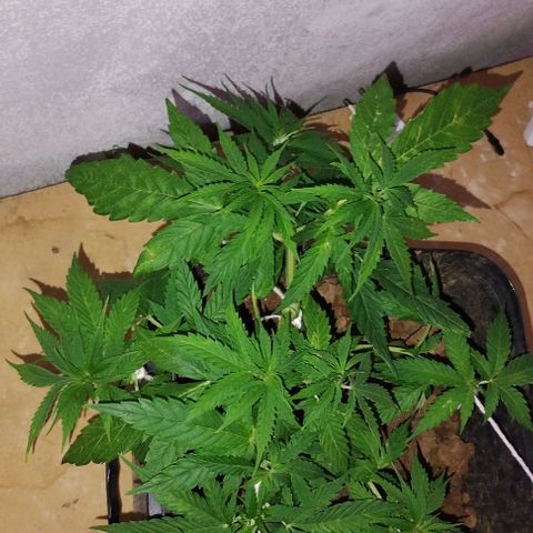 Pren_2/purple(?) growlog photo: Fiz uma pode top,depois identifiquei pistilos,acho que entrou em floração,a dúvida é como?kkk