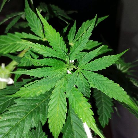 Pren_2/purple(?) growlog photo: Fiz uma pode top,depois identifiquei pistilos,acho que entrou em floração,a dúvida é como?kkk