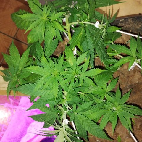 Pren_2/purple(?) growlog photo: Fiz uma pode top,depois identifiquei pistilos,acho que entrou em floração,a dúvida é como?kkk