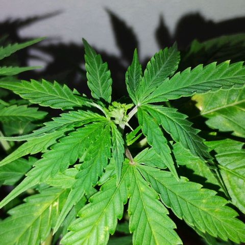 Pren_2/purple(?) growlog photo: Fiz uma pode top,depois identifiquei pistilos,acho que entrou em floração,a dúvida é como?kkk