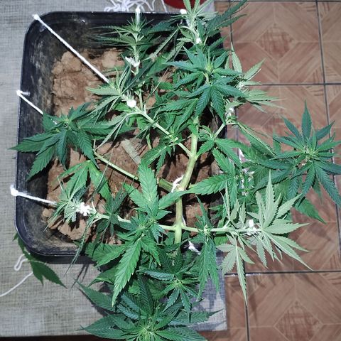 Pren_2/purple(?) growlog photo: Amarra lst e poda de 5 folhas indicativas 