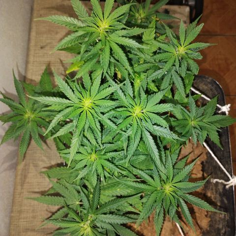 Pren_2/purple(?) growlog photo: Amarra lst e poda de 5 folhas indicativas 