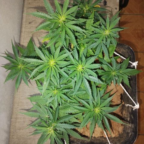 Pren_2/purple(?) growlog photo: Amarra lst e poda de 5 folhas indicativas 