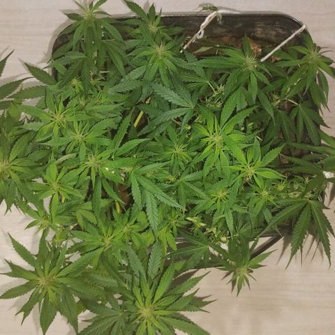 Pren_2/purple(?) growlog timeline photo