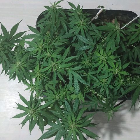 Pren_2/purple(?) growlog timeline photo