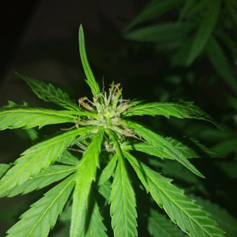 Pren_2/purple(?) growlog timeline photo