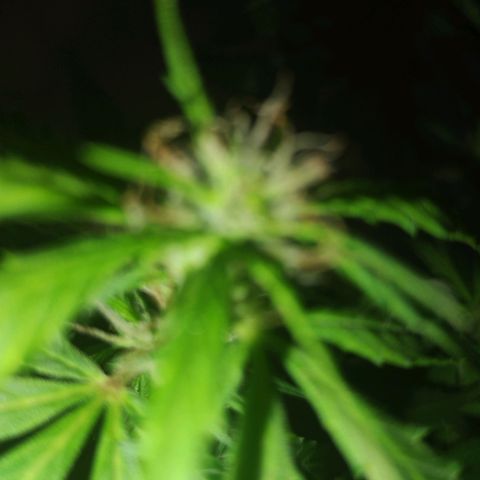 Pren_2/purple(?) growlog timeline photo