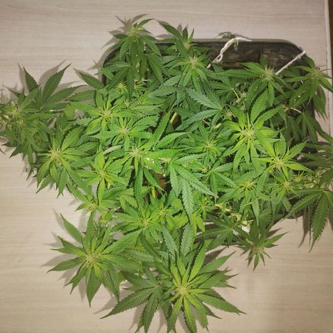 Pren_2/purple(?) growlog timeline photo