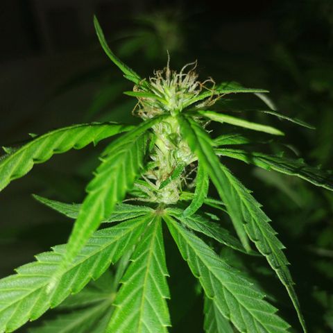 Pren_2/purple(?) growlog timeline photo