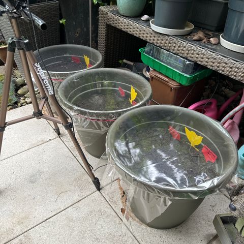 Menü 69 #1 growlog photo: Ich habe mich dazu entschieden dass ich Folie über die Töpfe mache, um ein Treibhauseffekt zu erzeugen