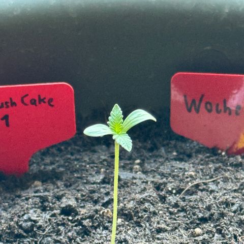 Menü 69 #1 growlog timeline photo