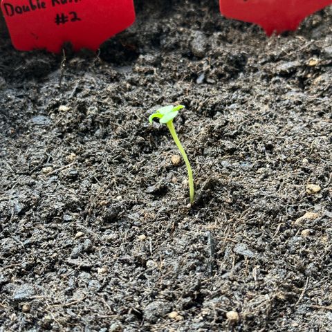 Santa Claus #2 growlog timeline photo