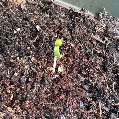 Morty #3 growlog photo: Überraschender Weise ist #3 doch gekeimt aber nicht da wo ich sie wollte