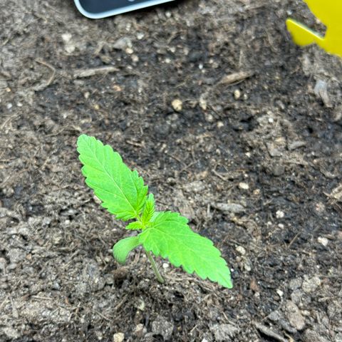 Santa Claus #2 growlog timeline photo