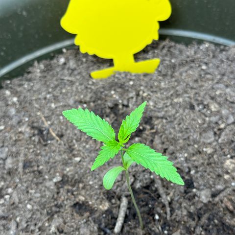 Menü 69 #1 growlog timeline photo