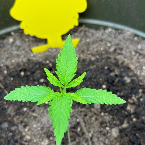 Menü 69 #1 growlog timeline photo
