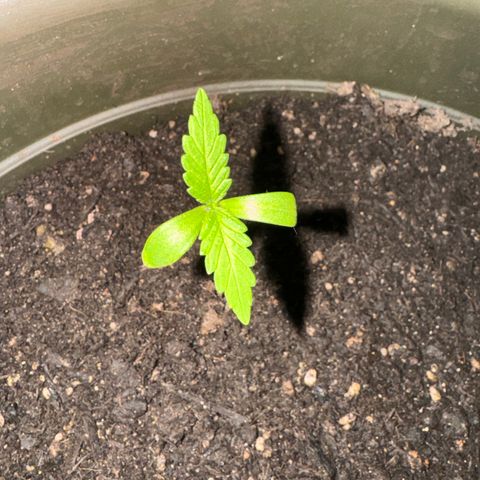 Morty #3 growlog timeline photo