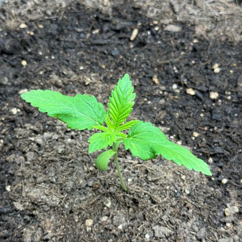 Santa Claus #2 growlog timeline photo
