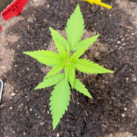 Menü 69 #1 growlog photo: Woche 5 und sie wächst und gedeiht, hatte vor 3 Tagen leichte gelbe Flecken aber scheint weg gegangen zu sein.