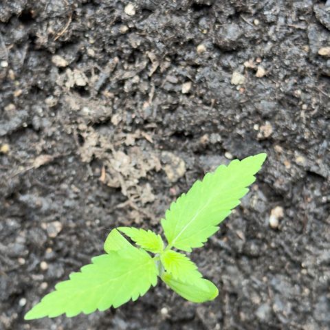 Morty #3 growlog photo: Woche 4 mein Sorgen Kind wächst weiter aber langsamer als ihre beiden Schwestern. Hat an einem der ersten Blätter einen Riss (oder angefressen).