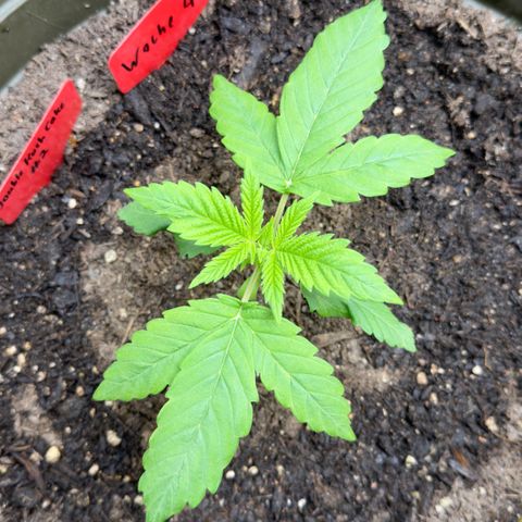 Santa Claus #2 growlog photo: Woche 5 Sie hat #1 an Wachstum überholt und ist jetzt zwar nicht so hoch wie #1 aber dafür weiter bei den Trieben 