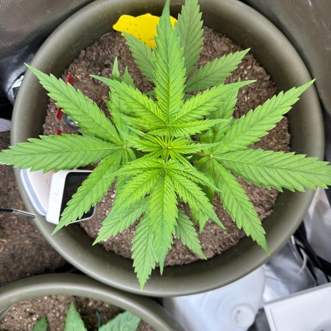 Menü 69 #1 growlog timeline photo
