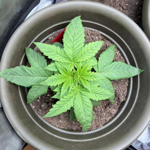 Santa Claus #2 growlog timeline photo