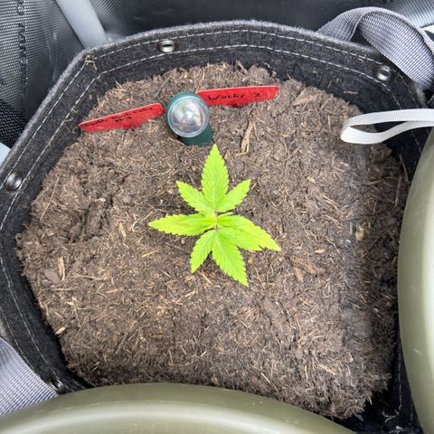 Morty #3 growlog timeline photo