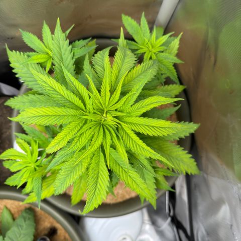 Menü 69 #1 growlog timeline photo