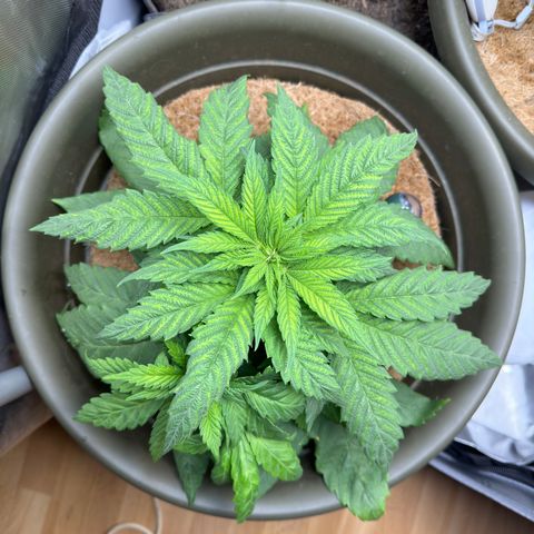 Santa Claus #2 growlog timeline photo