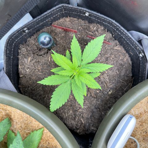 Morty #3 growlog timeline photo