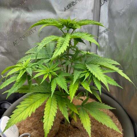 Menü 69 #1 growlog timeline photo