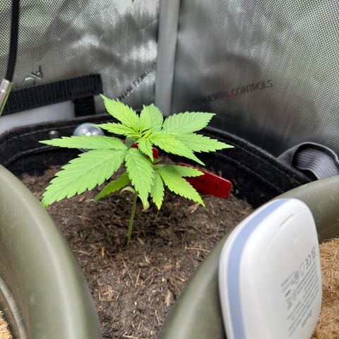 Morty #3 growlog timeline photo