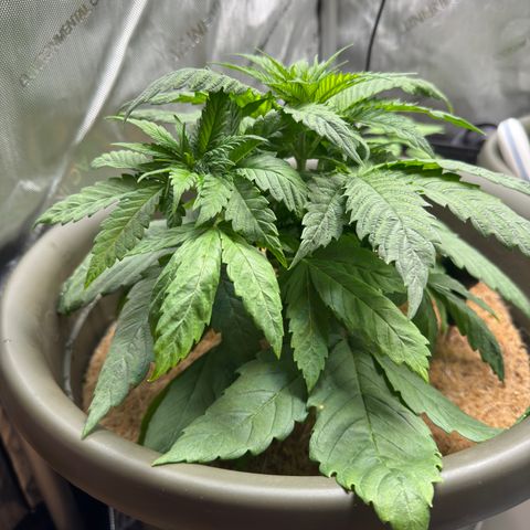 Santa Claus #2 growlog timeline photo