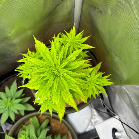 Menü 69 #1 growlog timeline photo