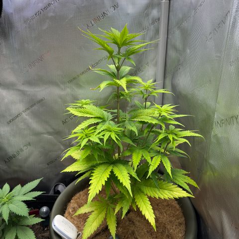Menü 69 #1 growlog timeline photo