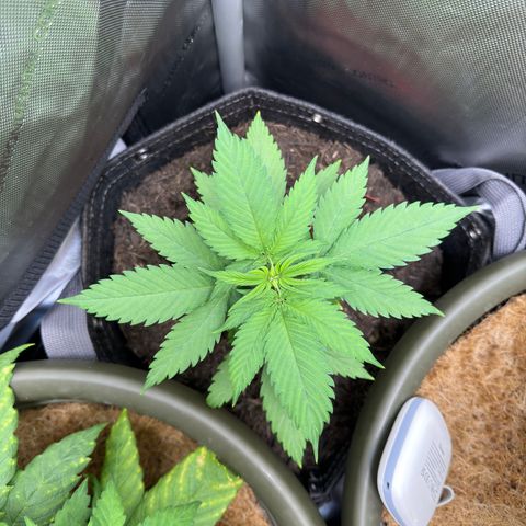 Morty #3 growlog timeline photo