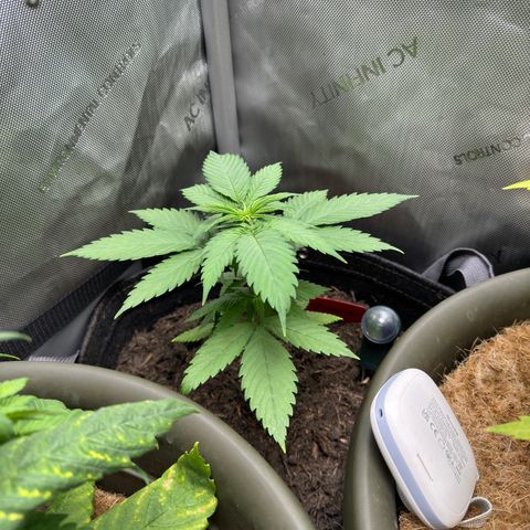 Morty #3 growlog timeline photo