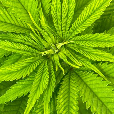 Menü 69 #1 growlog timeline photo