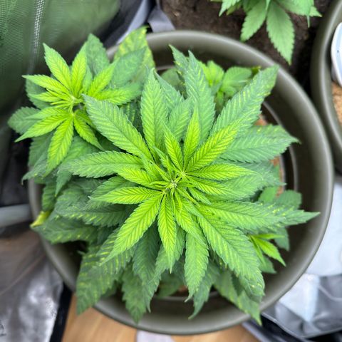 Santa Claus #2 growlog timeline photo