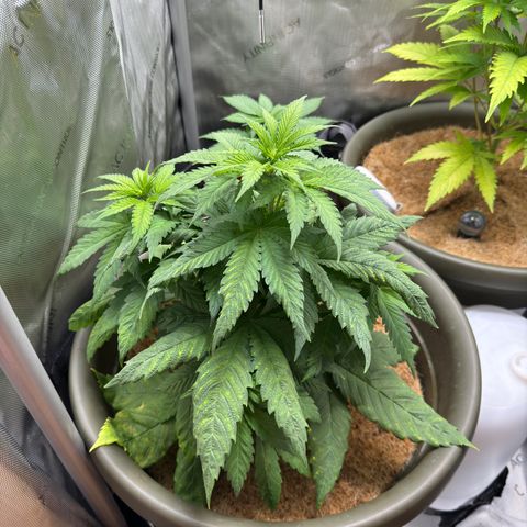 Santa Claus #2 growlog timeline photo