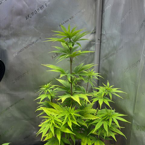 Menü 69 #1 growlog timeline photo